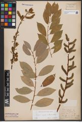 Foto von Salix caprea L. x Salix daphnoides Vill.